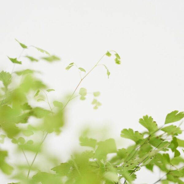 maidenhair fern leaf