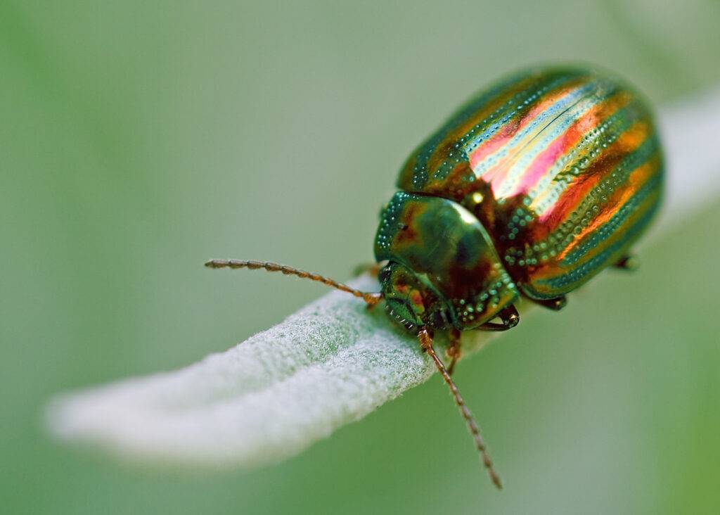 Bọ cánh cứng - Rosemary beetle