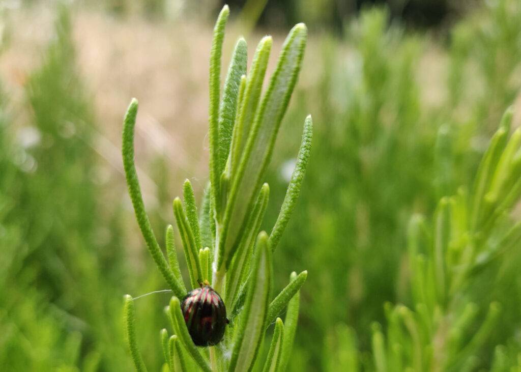 Bọ cánh cứng - Rosemary beetle