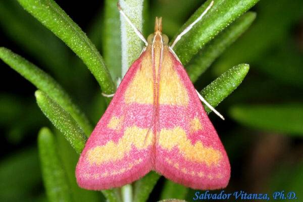 Bướm tím trưởng thành - Purple Mint Moth adult
