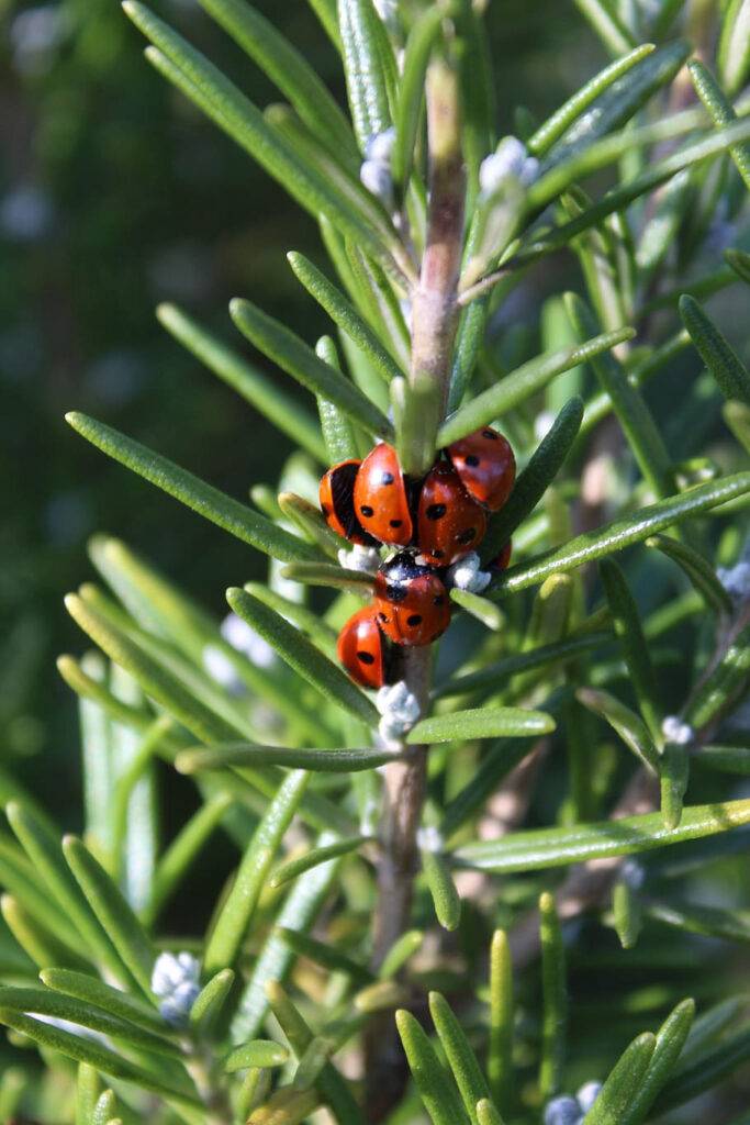 Một đám Cánh cam - Ladybug