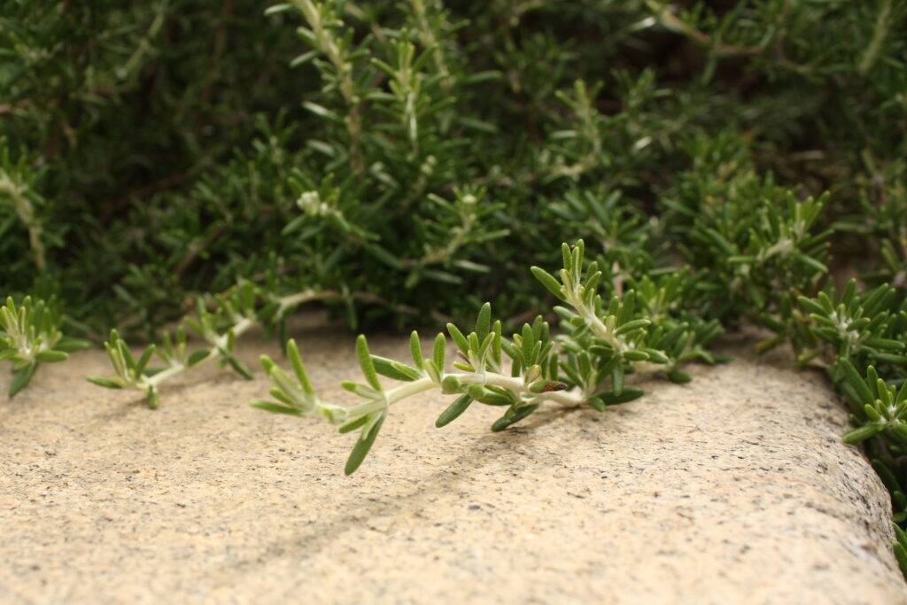 Hương thảo Rosemary