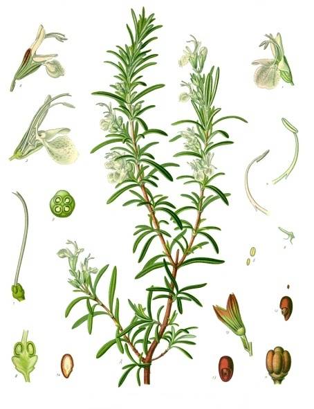 Hương thảo Rosemary