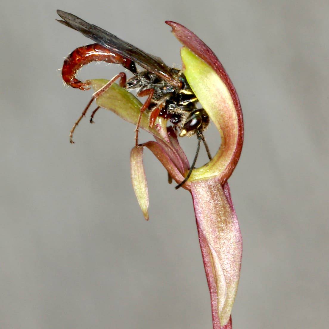 Loài Lan Chiloglottis trapeziformis có ngoại hình quyến rũ loài Ong Neozeleboria cryptoides.