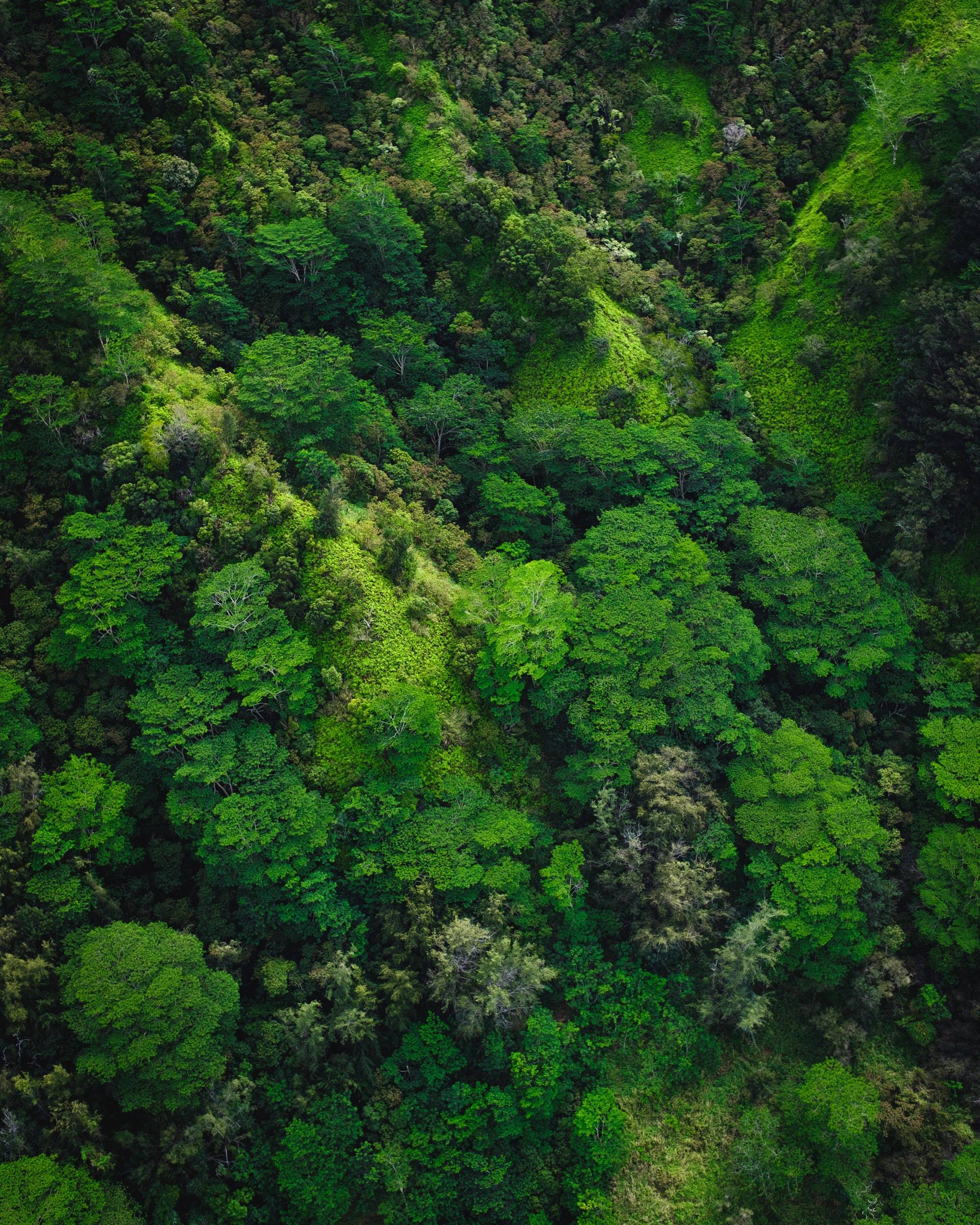 rừng nhiệt đới thực vật trái đất