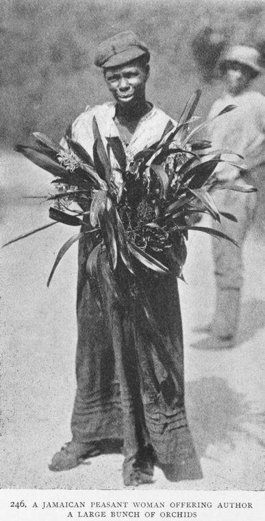 Một phụ nữ nông dân người Jamaica tặng tác giả một bó hoa lan lớn