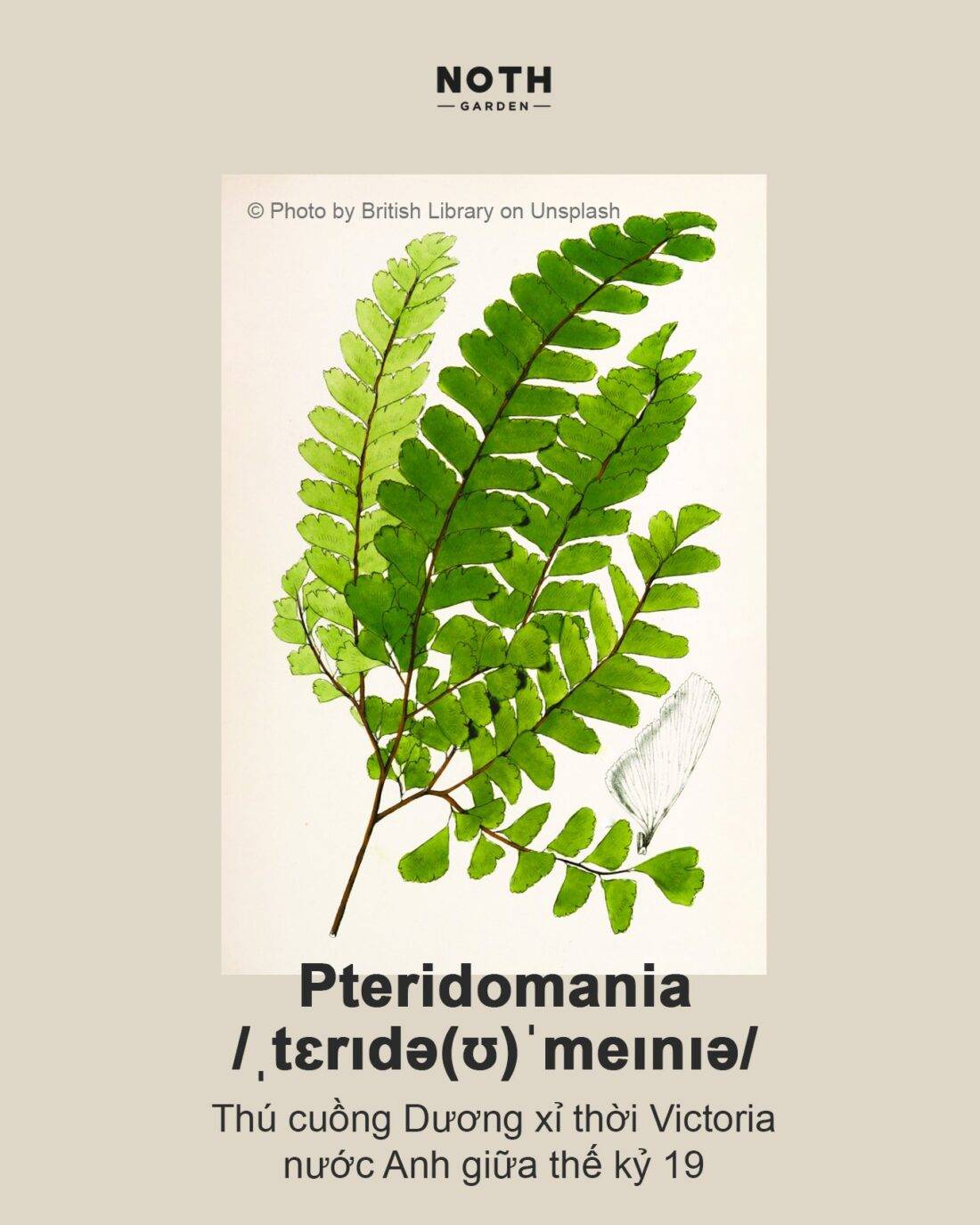 Pteridomania: Hình ảnh về Pteridomania sẽ khiến bạn liên tưởng đến một thời đại lãng mạn và cổ điển, khi mà người ta có đam mê với cây cối và thiên nhiên. Những hình ảnh này sẽ giúp bạn thấy rằng sự tôn trọng và yêu quý thiên nhiên luôn là tinh thần của con người, và đó là điều cần thiết để chúng ta tồn tại và phát triển.