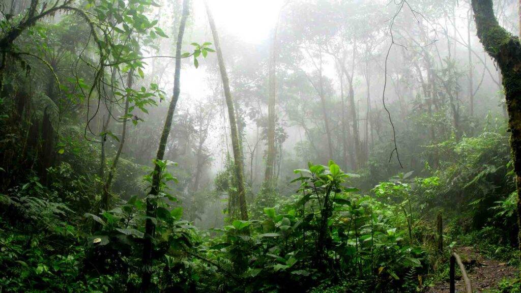 rừng ẩm nhiệt đới