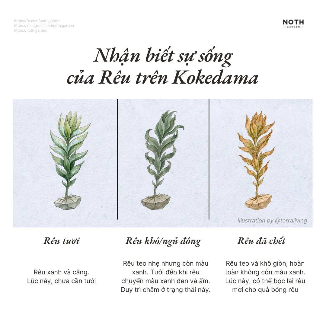 reu-nhan-biet-kokedama